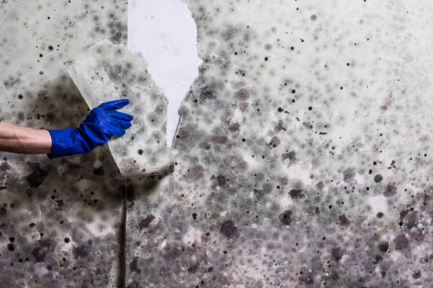 Best DIY Mold Remediation Support Services in Eagle Crest, OR